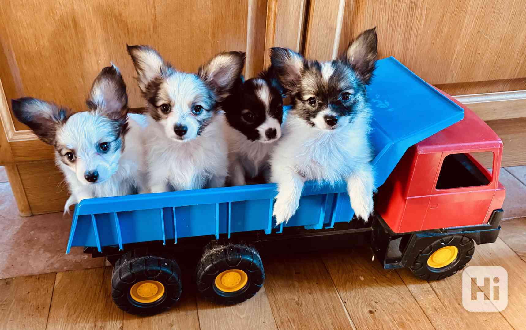 Papillon stenatka - foto 1