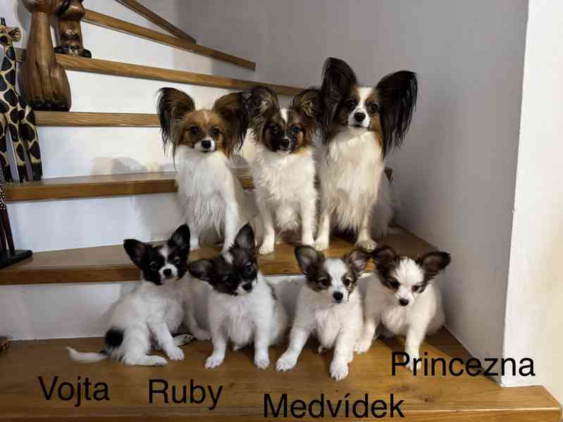 Papillon stenatka - foto 2