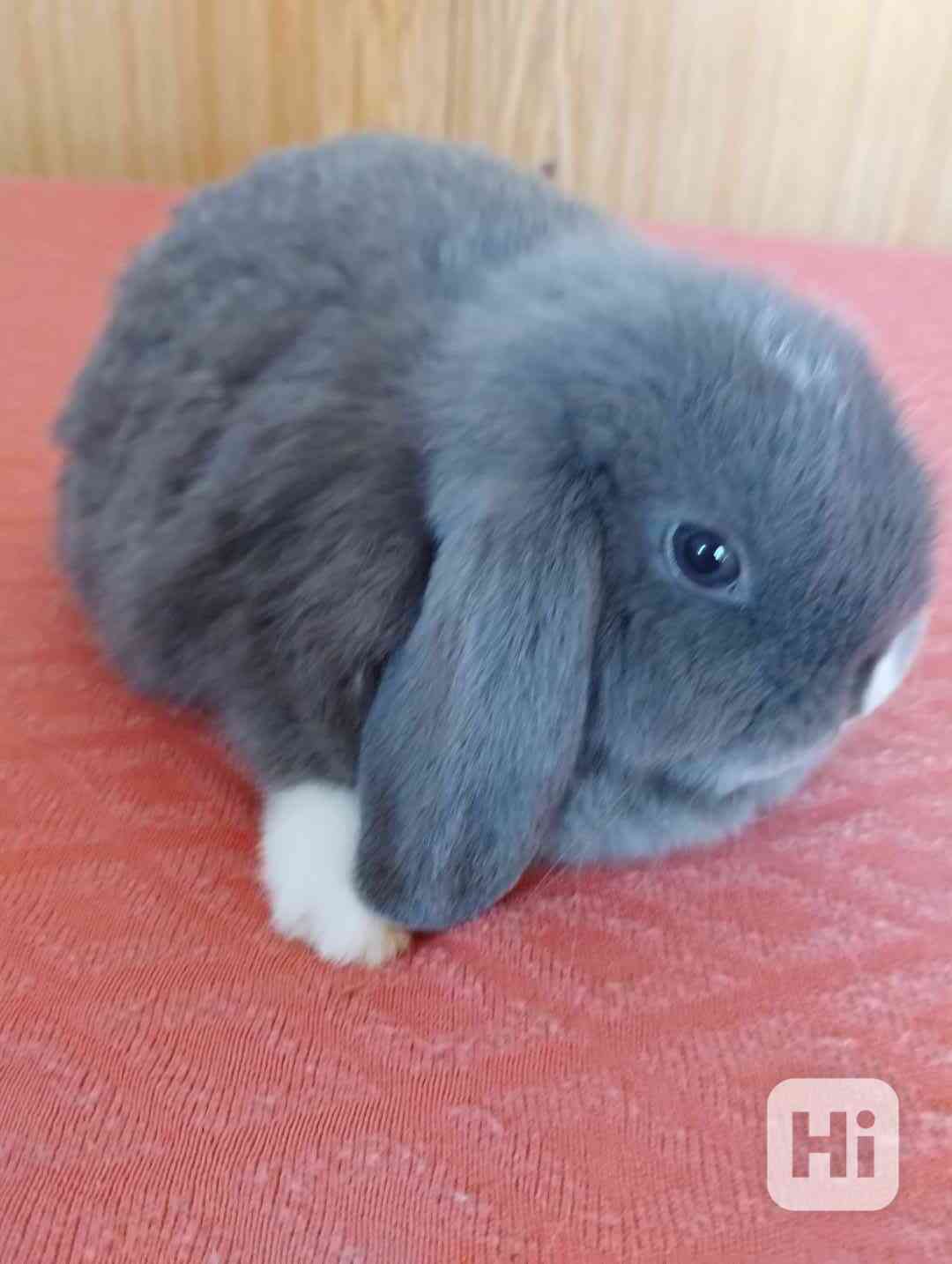 Králík  - foto 1