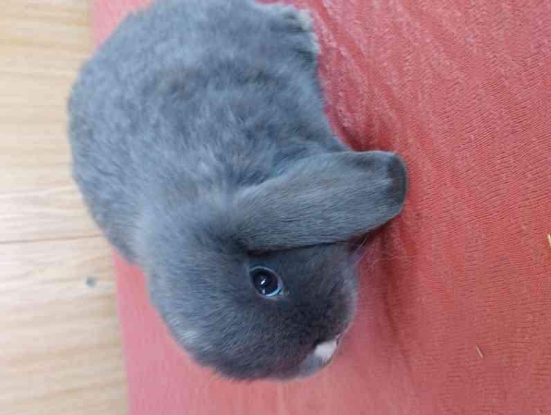 Králík  - foto 2