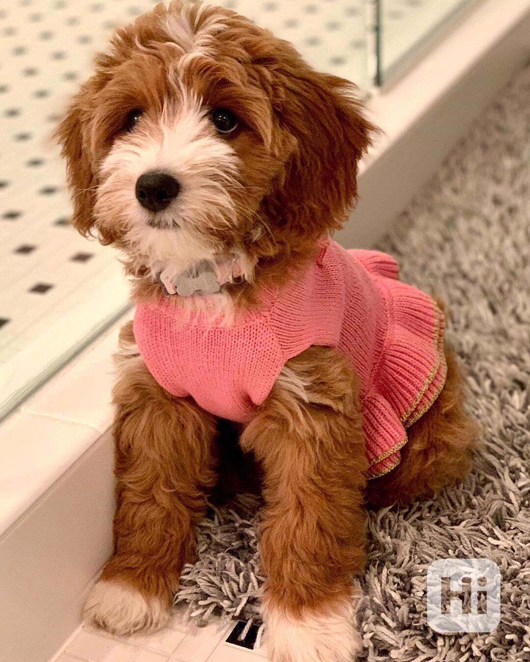 CUTE GOLDEN DOODLES AVAILABLE FOR NEW FOREVER HOMES  - foto 1