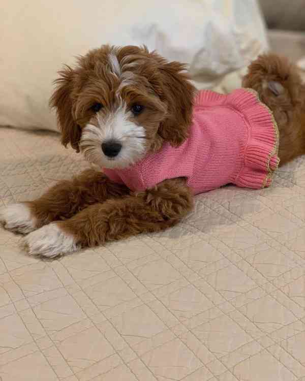 CUTE GOLDEN DOODLES AVAILABLE FOR NEW FOREVER HOMES  - foto 4