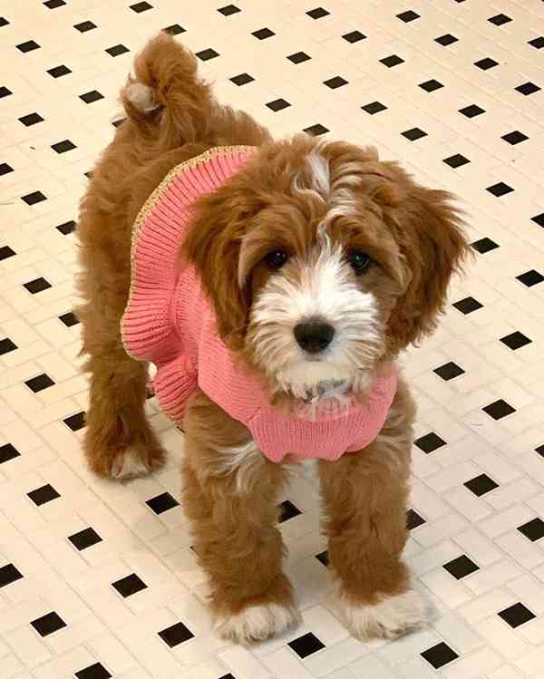 CUTE GOLDEN DOODLES AVAILABLE FOR NEW FOREVER HOMES  - foto 2