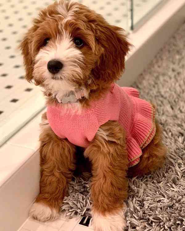 CUTE GOLDEN DOODLES AVAILABLE FOR NEW FOREVER HOMES  - foto 1