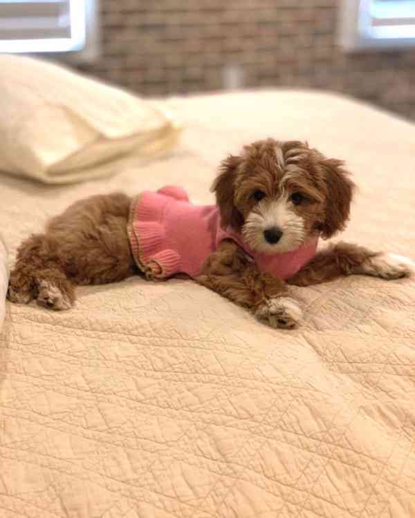 CUTE GOLDEN DOODLES AVAILABLE FOR NEW FOREVER HOMES  - foto 3