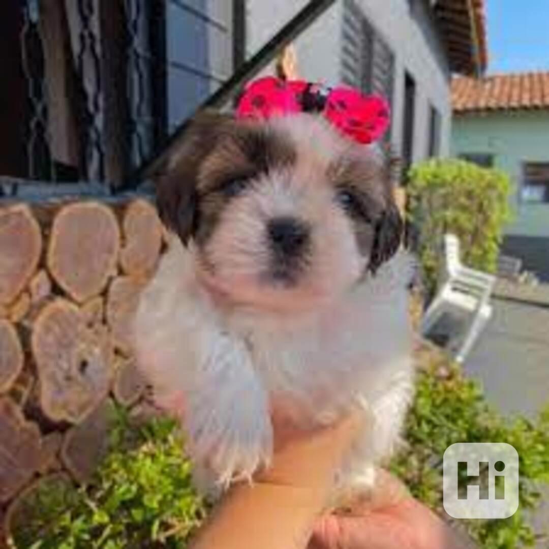 Roztomilá štěňata Shih Tzu na prodej - foto 1