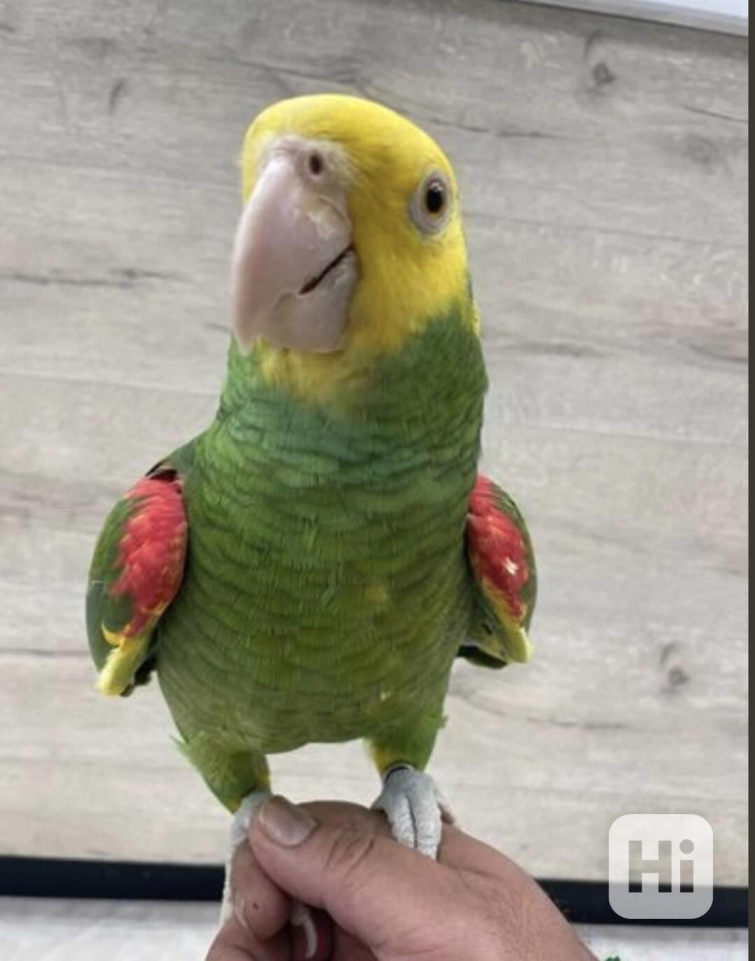 amazonský dvojitý Žlutohlavý mluvící a zkrocený papoušek - foto 1