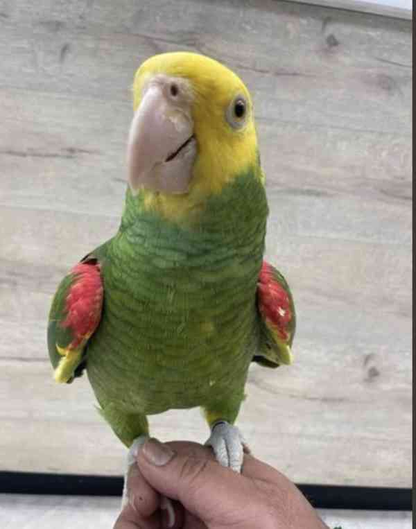 amazonský dvojitý Žlutohlavý mluvící a zkrocený papoušek - foto 1