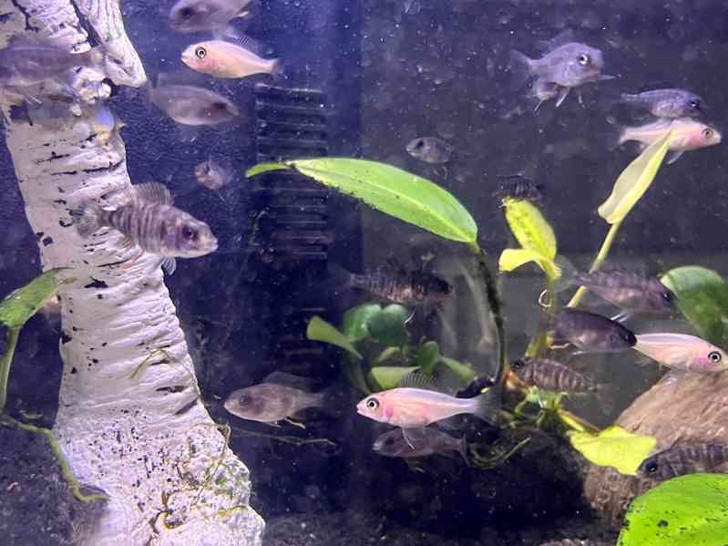Tlamovec stuartův + fire fish + albíno - foto 4