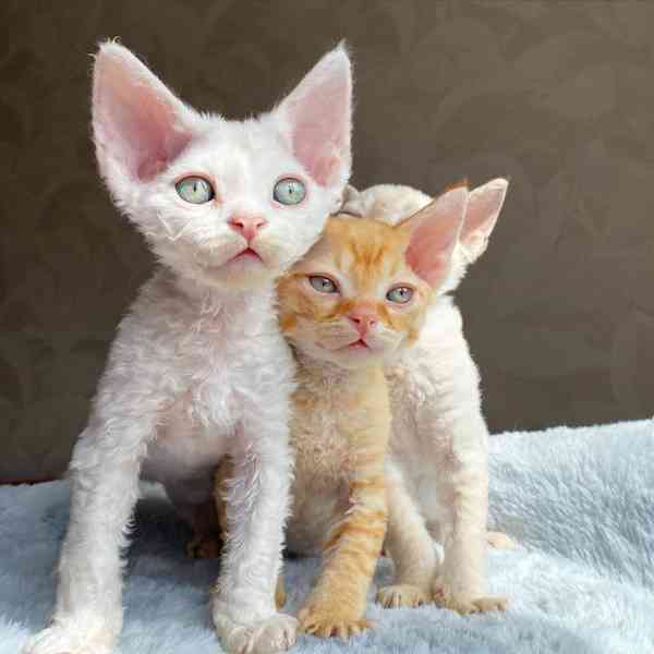 kotě devon rex - foto 1