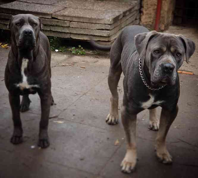 Americký bandog - k odběru - foto 9