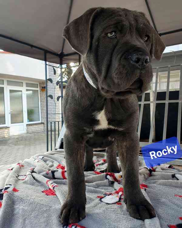 Americký bandog - k odběru - foto 3