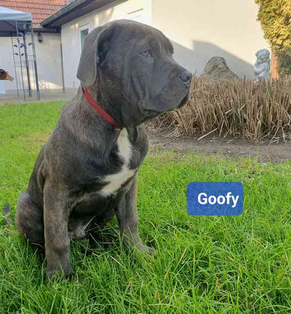 Americký bandog - k odběru - foto 8