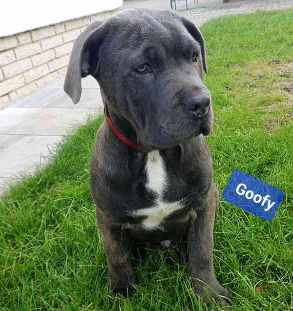 Americký bandog - k odběru - foto 7