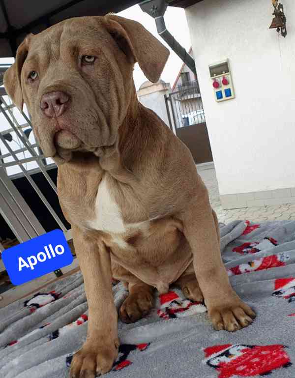 Americký bandog - k odběru - foto 2