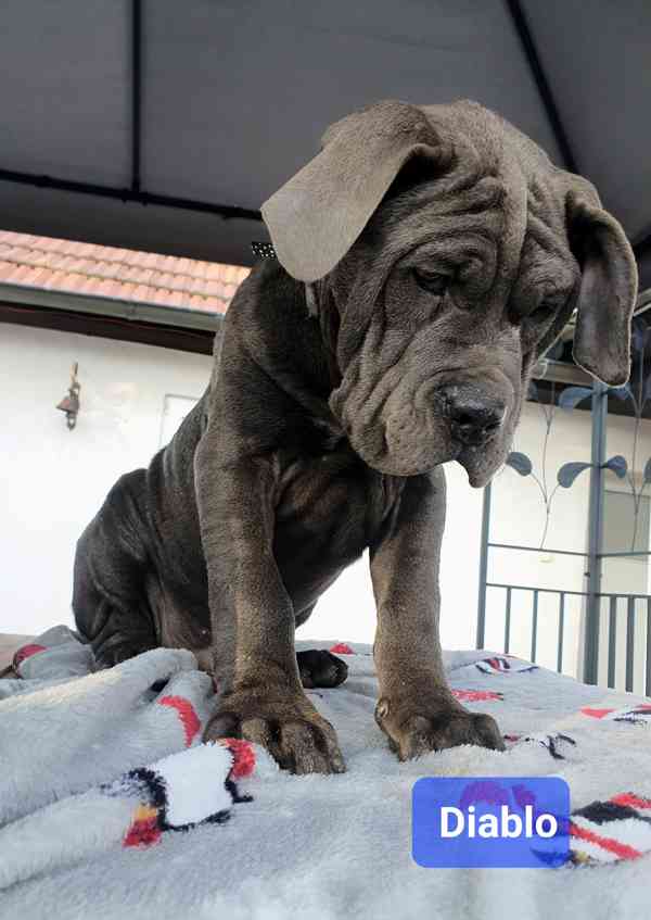 Americký bandog - k odběru - foto 5