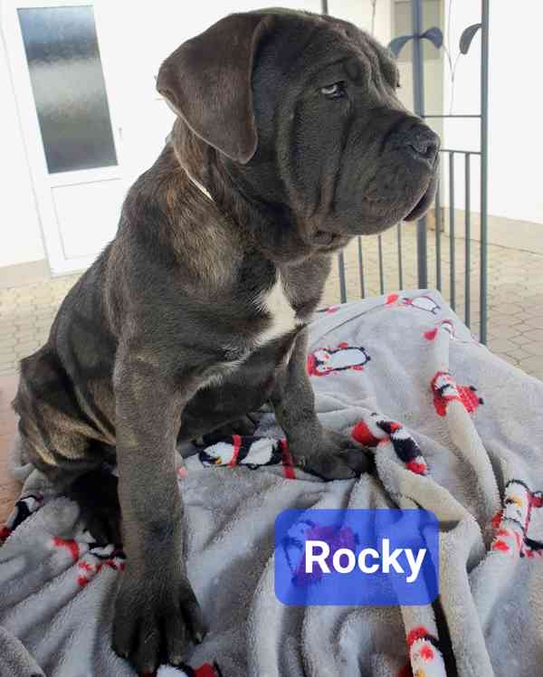 Americký bandog - k odběru - foto 4