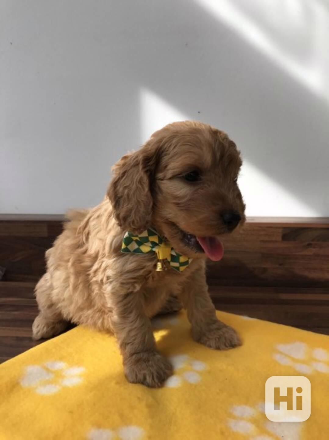 Štěně hračkářského pudla - foto 1