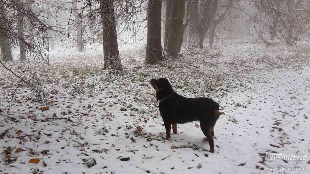 Fenečka Rottweilera - foto 3
