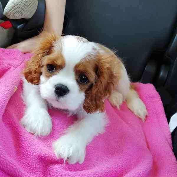kavalír king charles španěl štěňata - foto 2