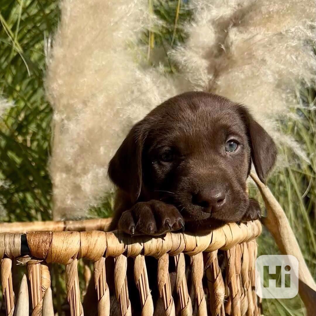 Imádnivaló labrador retriever kölykök - foto 1