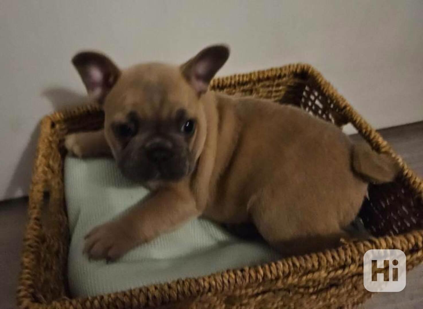 Francouzsky buldoček -  šteniatka - foto 1