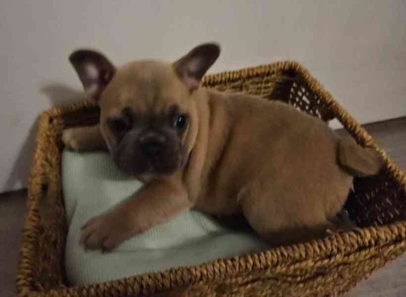 Francouzsky buldoček -  šteniatka - foto 1