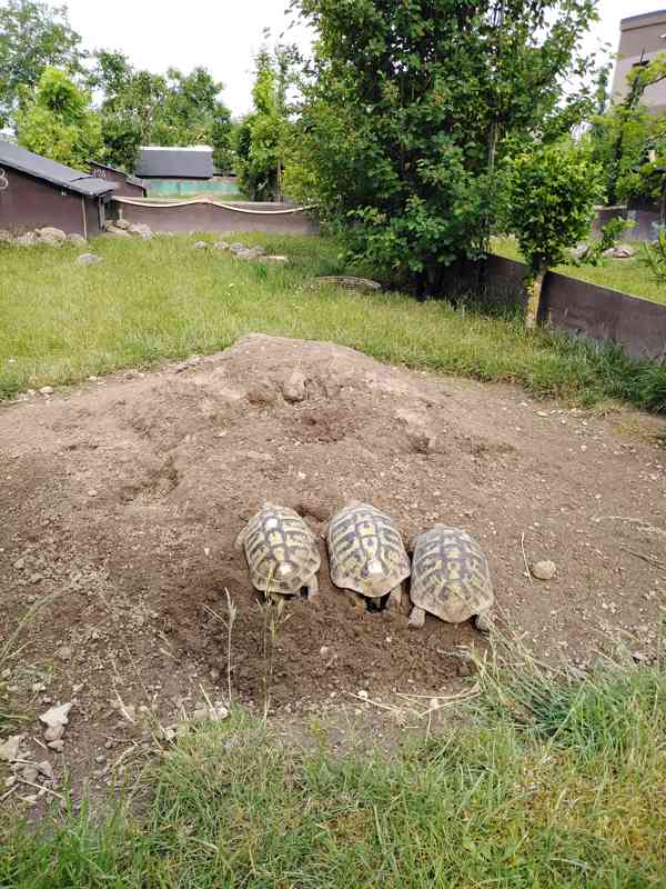 želvy suchozemské, terárium, rozvoz po ČR - foto 8