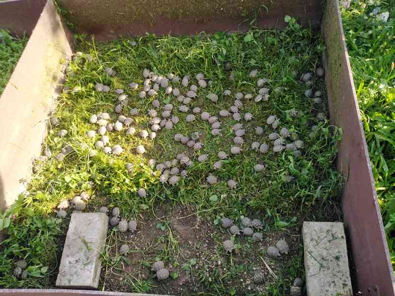 želvy suchozemské, terárium, rozvoz po ČR - foto 7