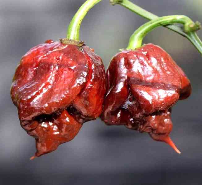 Chilli Carolina Reaper Chocolate - semena - foto 1