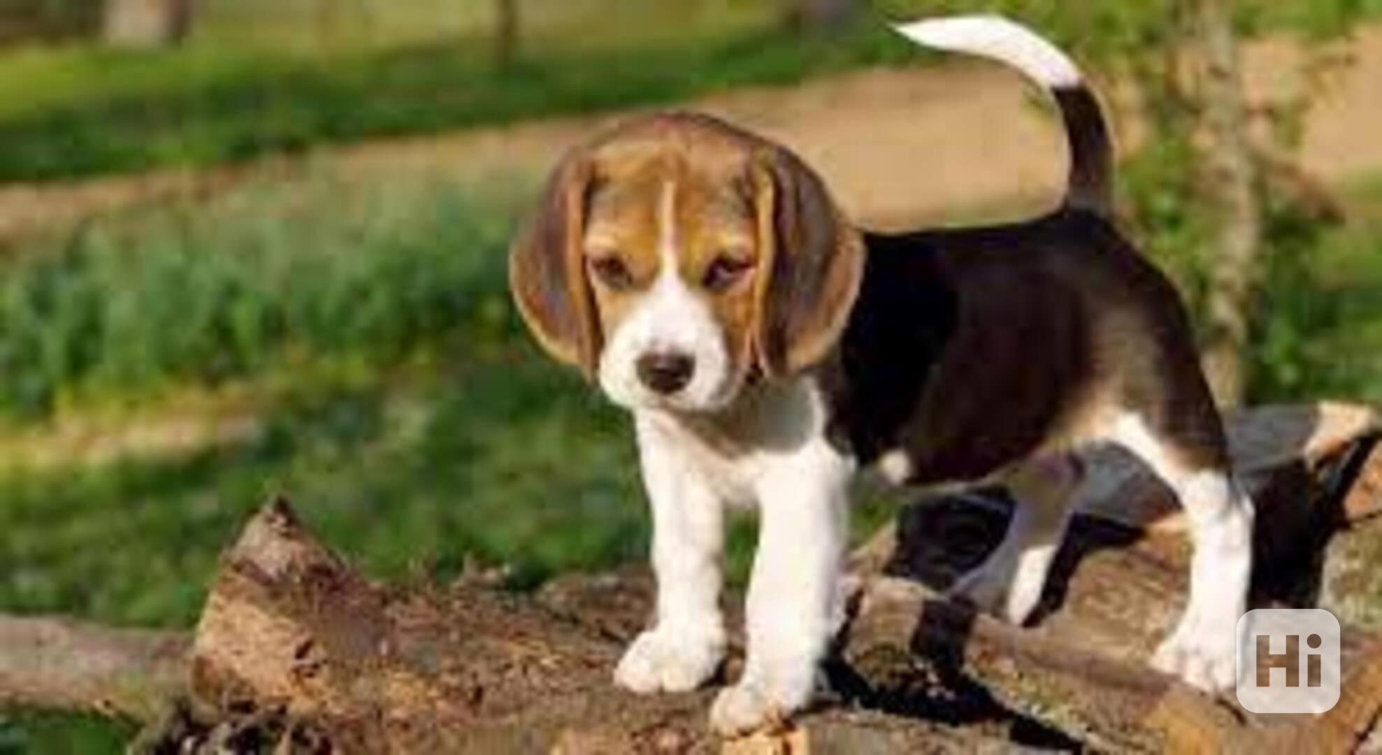 Roztomilá a okouzlující štěňata bígla Mám dvě rozkošná štěňa - foto 1