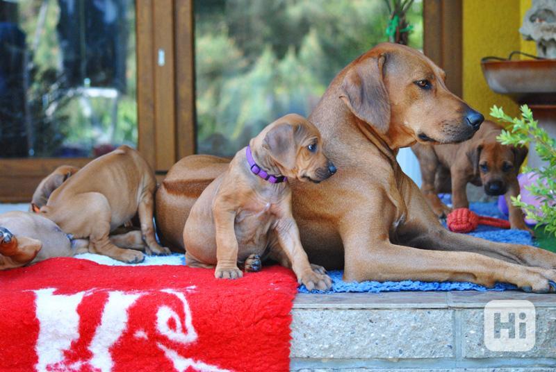 Štěňátka Rhodéského ridgebacka s PP - foto 1