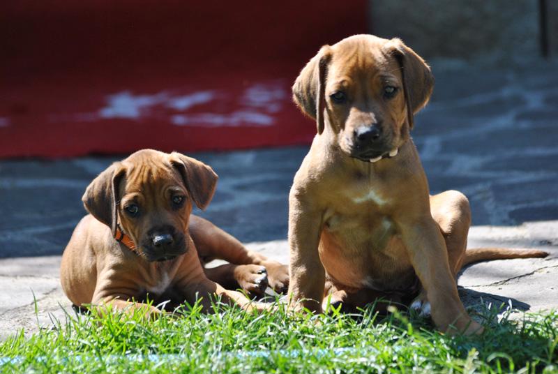 Štěňátka Rhodéského ridgebacka s PP - foto 4