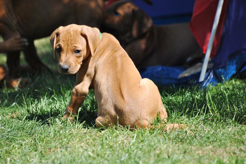 Štěňátka Rhodéského ridgebacka s PP - foto 3