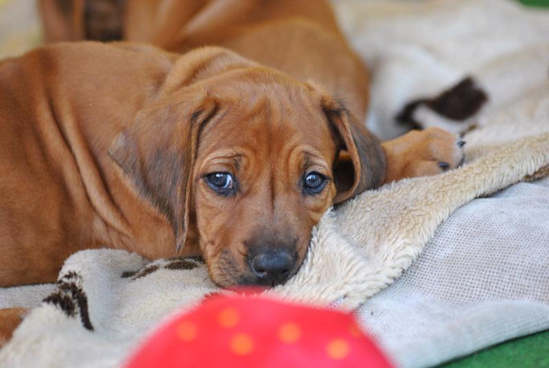 Štěňátka Rhodéského ridgebacka s PP - foto 5