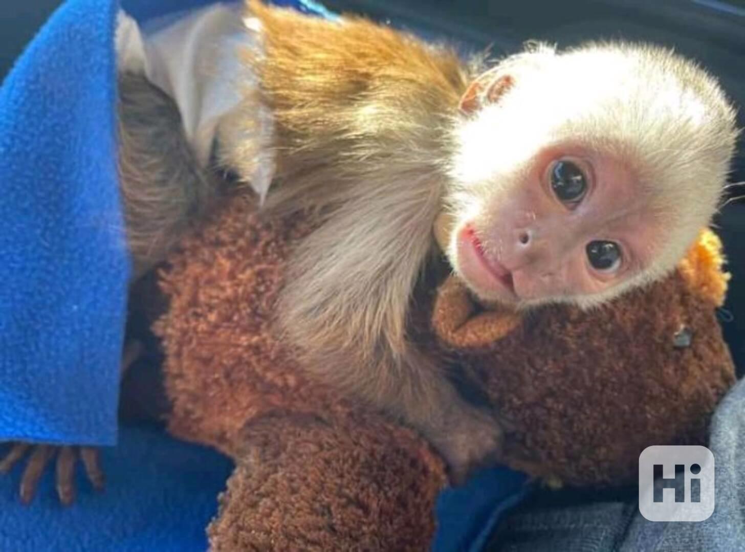 Krásné mládě kapucínské opice k adopci - foto 1