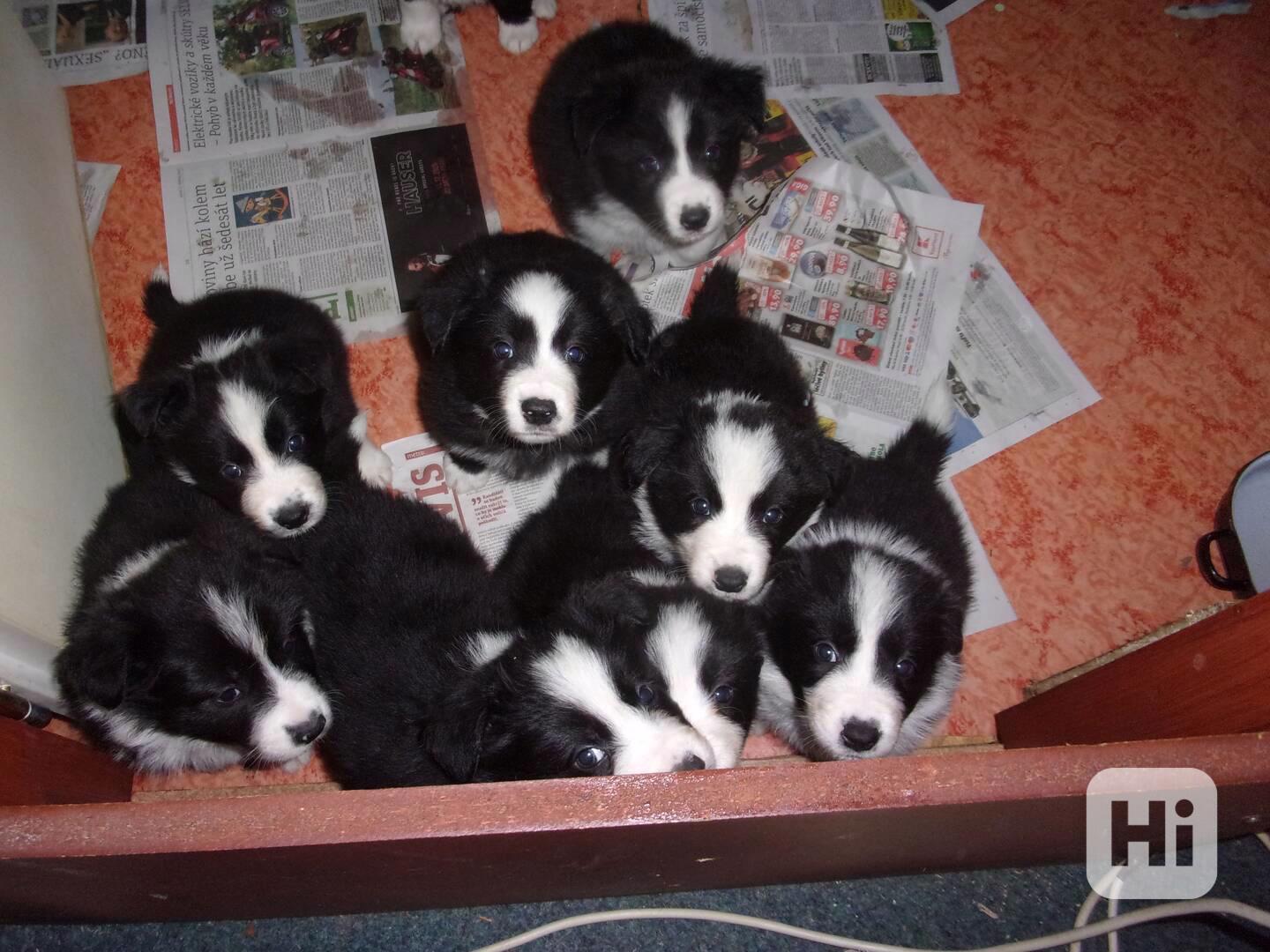 Border kolie /  collie štěňata s PP (FCI) - foto 1