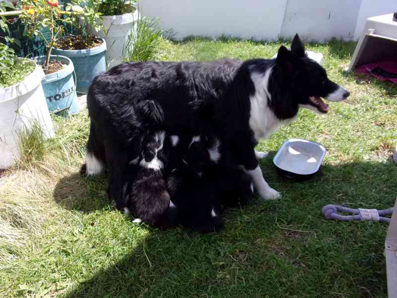 Border kolie /  collie štěňata s PP (FCI) - foto 10