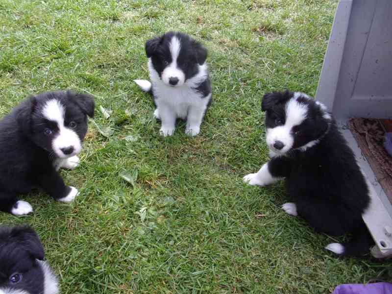 Border kolie /  collie štěňata s PP (FCI) - foto 3