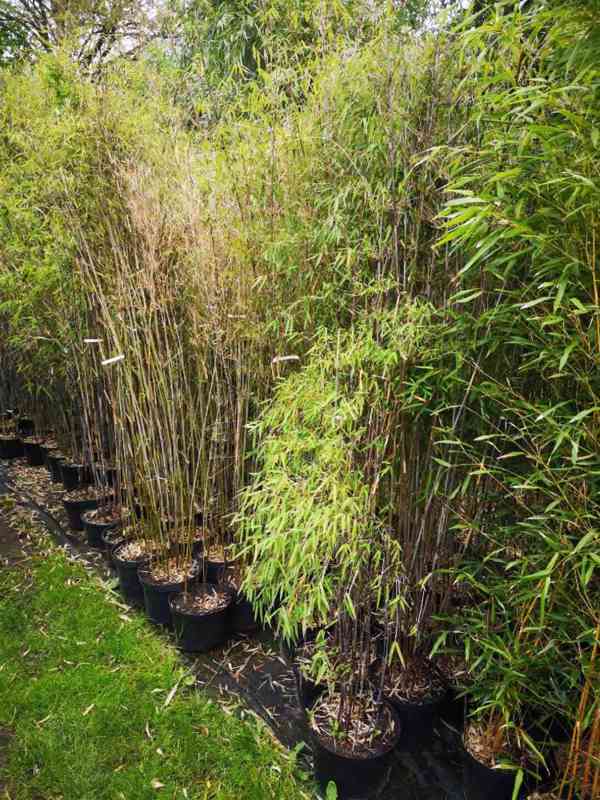 Mrazuvzdorné bambusy - foto 3