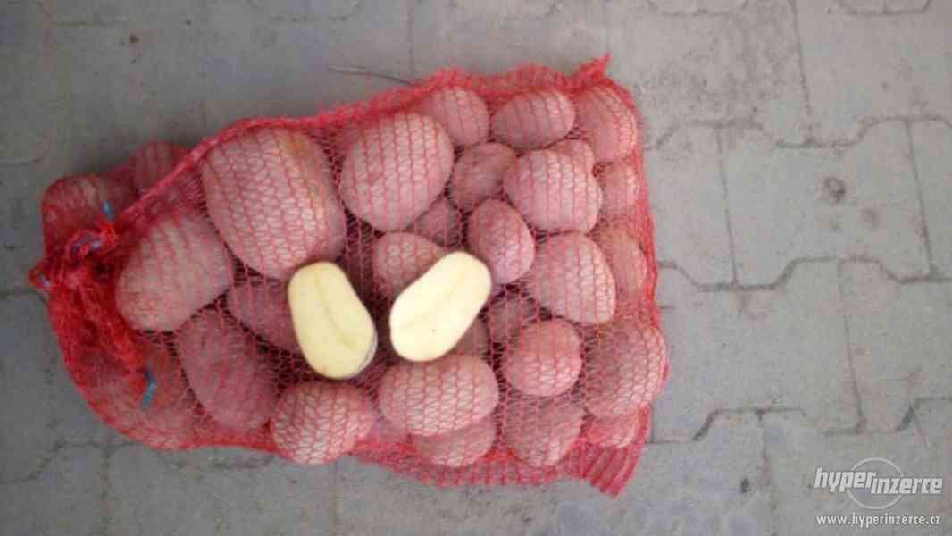 Žluté brambory.                 Odrůda TAJFUN Červené brambo - foto 1