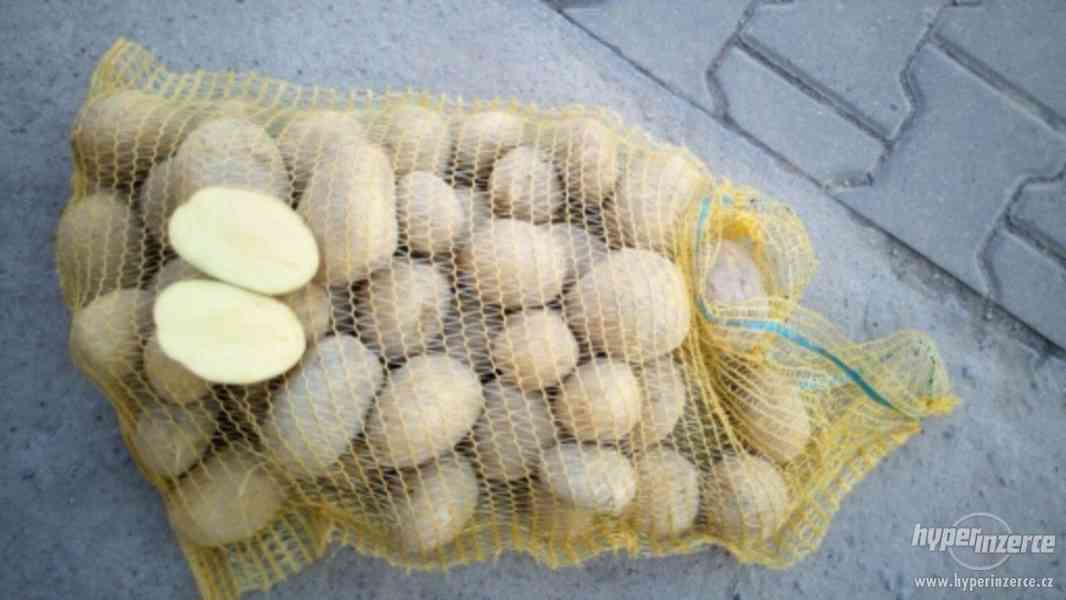Žluté brambory.                 Odrůda TAJFUN Červené brambo - foto 2