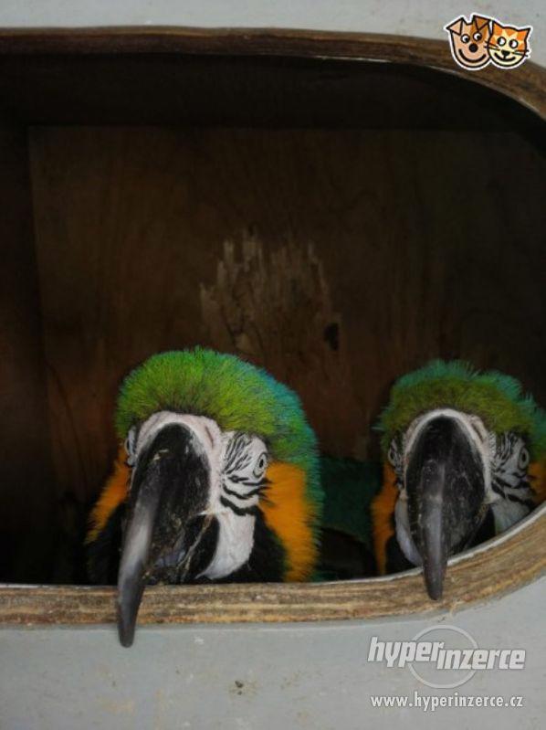 Chov dvojic modré a zlaté papoušky - foto 2