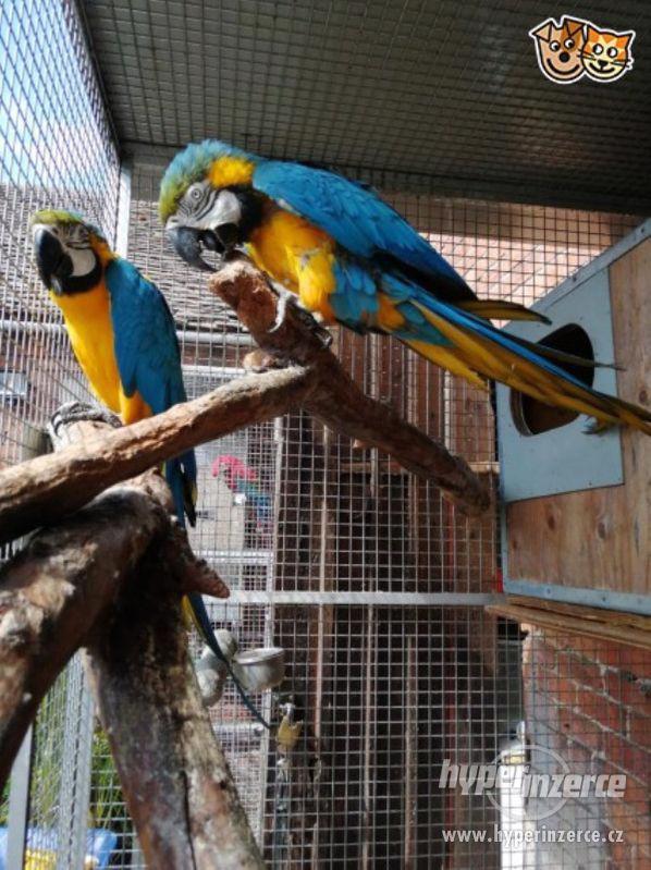 Chov dvojic modré a zlaté papoušky