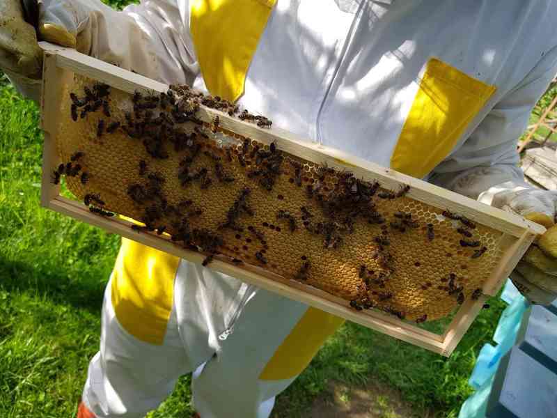 Včelí oddělky Langstroth 2/3, 5 rámků, rok 2023 - foto 3