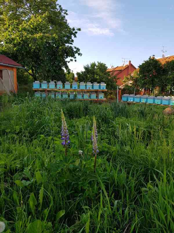 Včelí oddělky Langstroth 2/3, 5 rámků, rok 2023 - foto 4