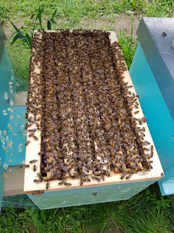 Včelí oddělky Langstroth 2/3, 5 rámků, rok 2023 - foto 2
