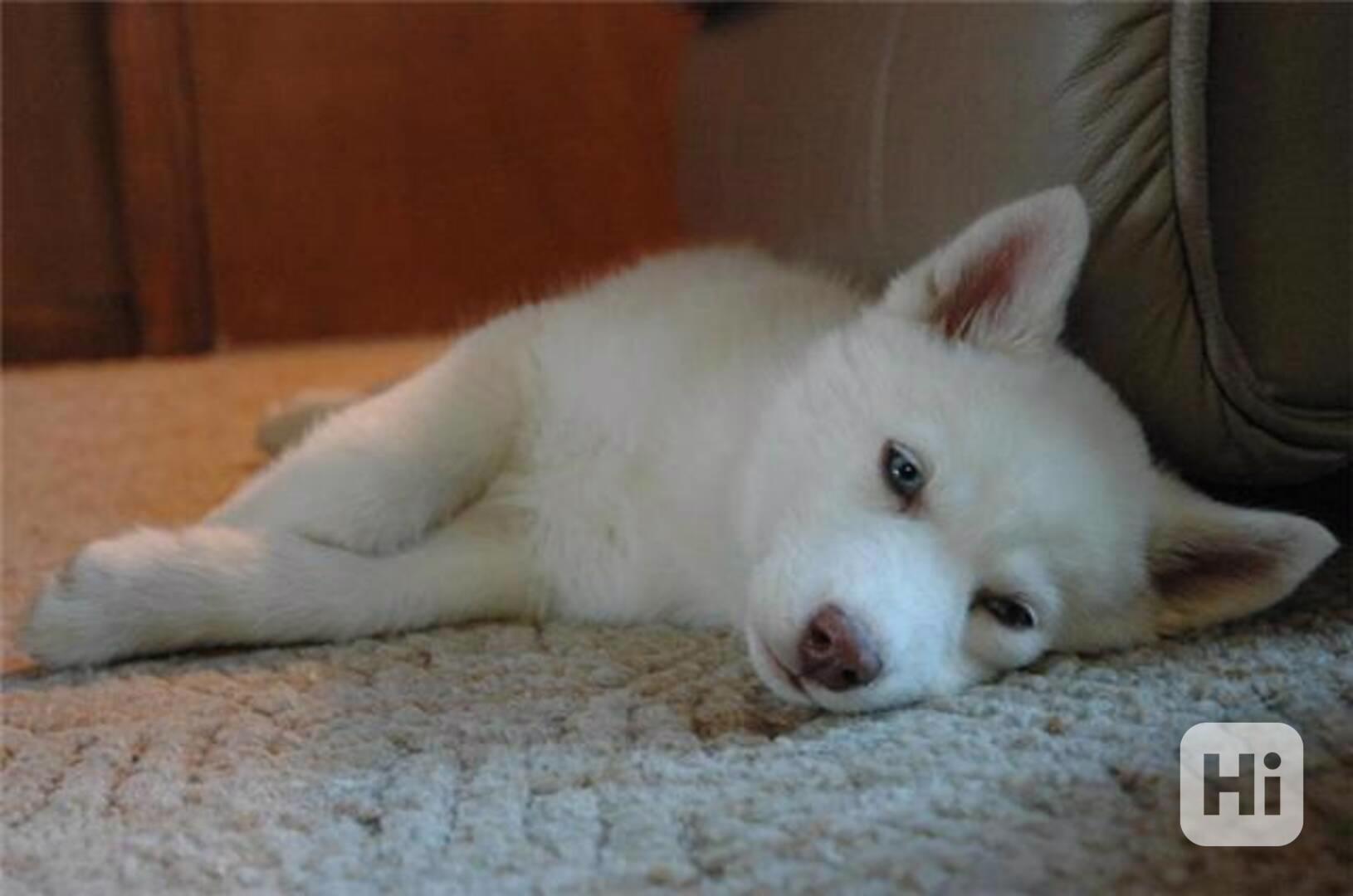 Sibiřští husky štěňata sPP - foto 1