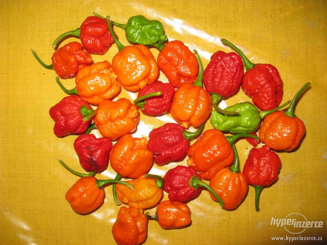 9 PAPRIKA TRINIDAD SCORPION MORUGA RED10semen+bonus bazar Hyperinzerce.cz