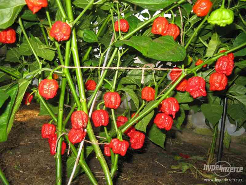 9 PAPRIKA TRINIDAD SCORPION MORUGA RED10semen+bonus bazar Hyperinzerce.cz